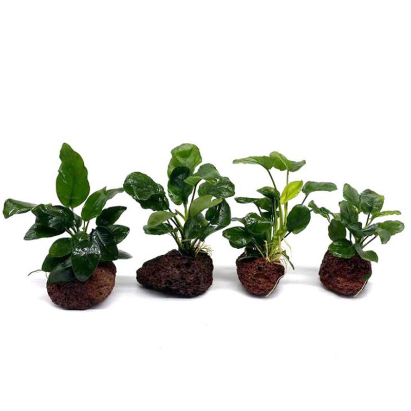 Volcanic Aquarium Decoration F - Aquarium Fish Pot ulasan dan harga