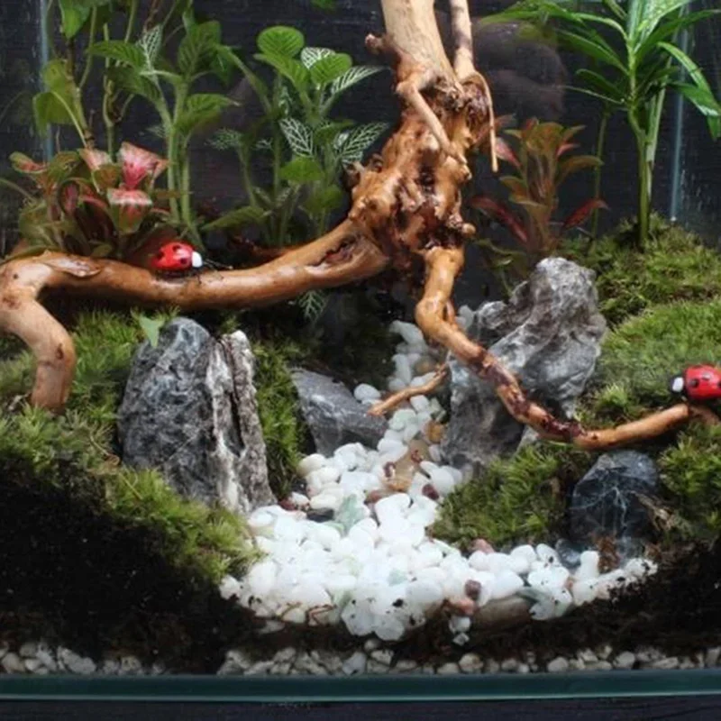 Natural Tree Trunk Driftwood A - Aquarium Fish Only ulasan dan harga
