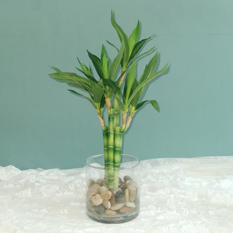 New 40cm Artificial Lucky Bamb - Aquarium Fish Pot ulasan dan harga