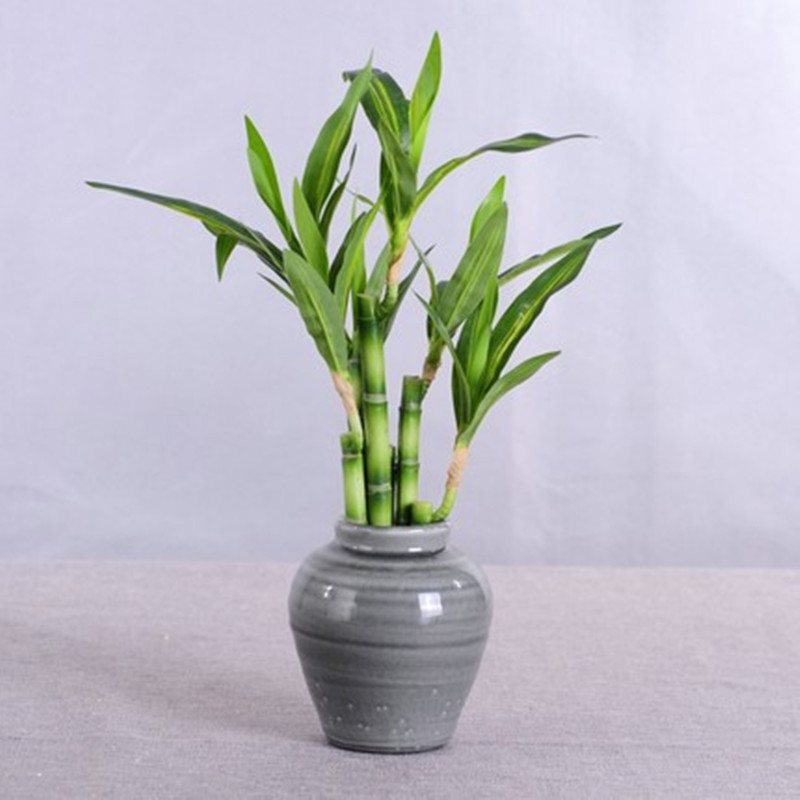 New 40cm Artificial Lucky Bamb - Aquarium Fish Pot ulasan dan harga