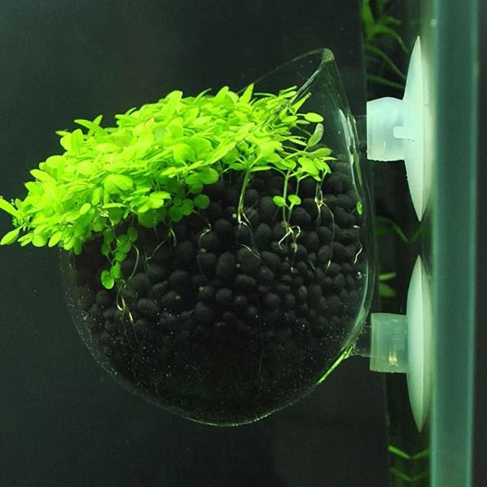 Aquarium Plant Holder Glass Aq - Aquarium Fish Pot ulasan dan harga