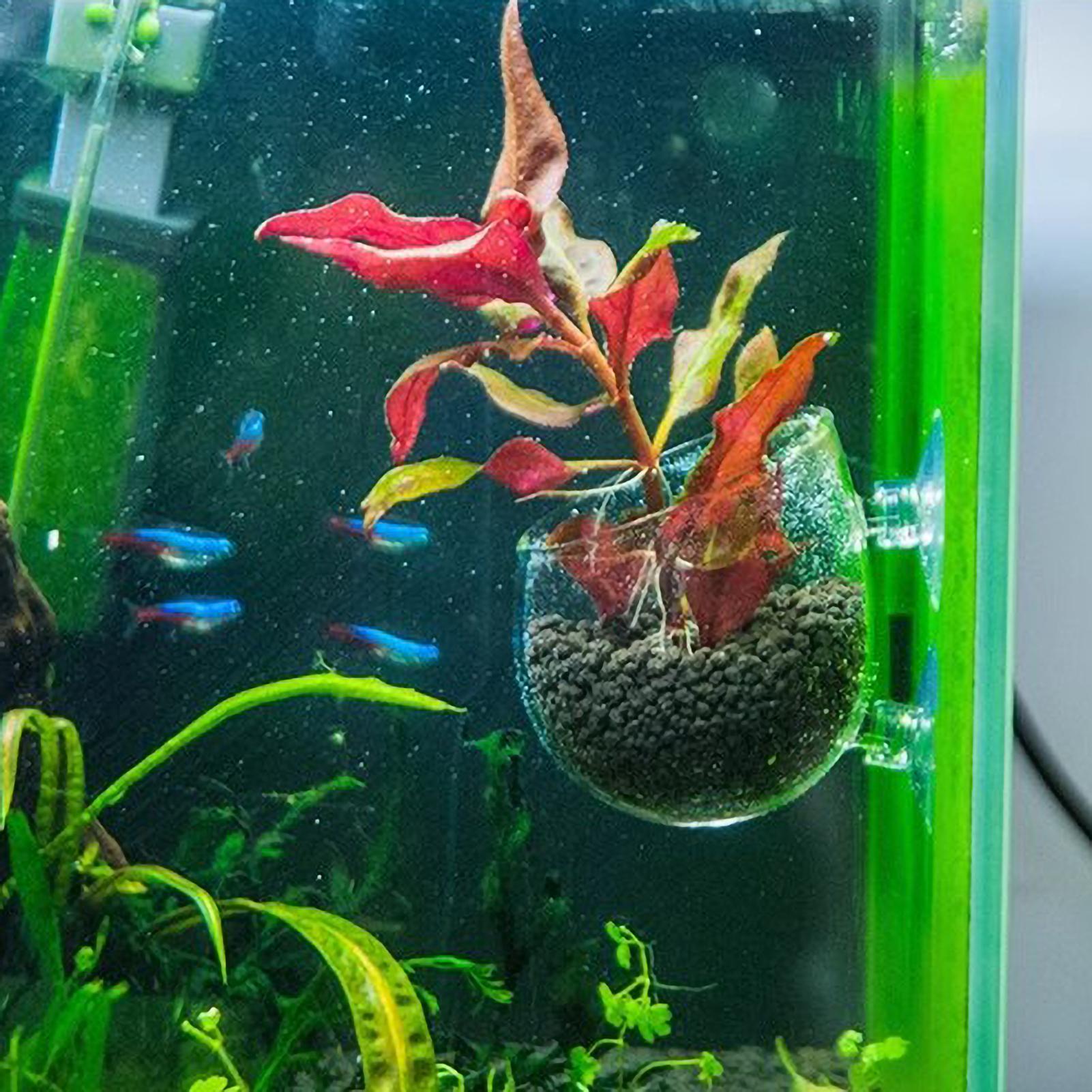 Aquarium Plant Holder Glass Aq - Aquarium Fish Pot ulasan dan harga
